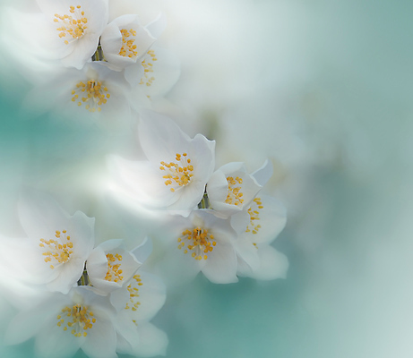 포토 JPG 해외이미지 주간 꽃 사람없음 야외 블러 파스텔톤 해외포토 자연요소 식물 컬러 파일형식