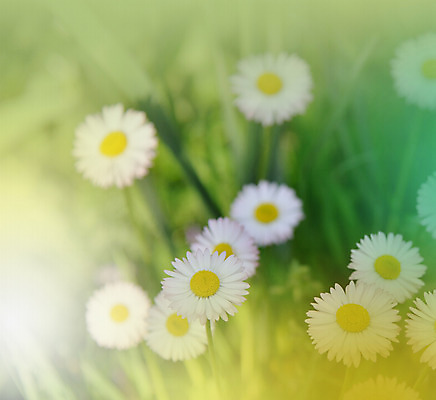 포토 JPG 해외이미지 주간 사람없음 야외 데이지 블러 파스텔톤 해외포토 자연요소 꽃 컬러 파일형식