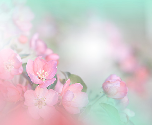 포토 JPG 해외이미지 주간 꽃 사람없음 야외 블러 파스텔톤 해외포토 자연요소 식물 컬러 파일형식