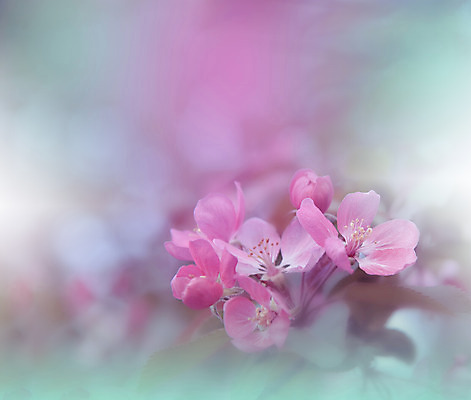 포토 JPG 해외이미지 주간 사람없음 야외 벚꽃 블러 파스텔톤 해외포토 자연요소 꽃 컬러 파일형식