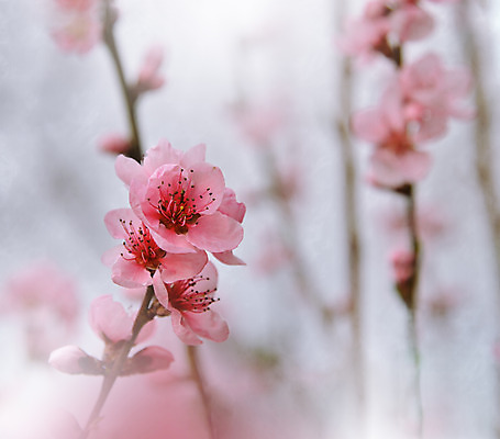 포토 JPG 해외이미지 주간 꽃 사람없음 야외 블러 파스텔톤 해외포토 자연요소 식물 컬러 파일형식