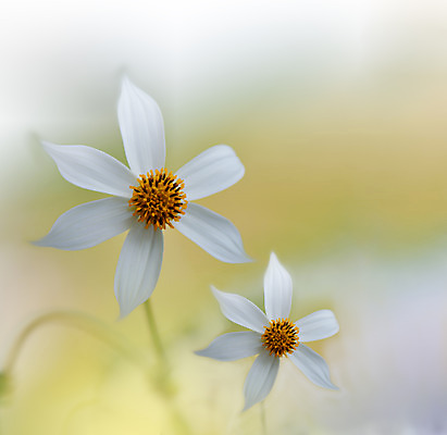 포토 JPG 해외이미지 주간 꽃 사람없음 야외 블러 파스텔톤 해외포토 자연요소 식물 컬러 파일형식