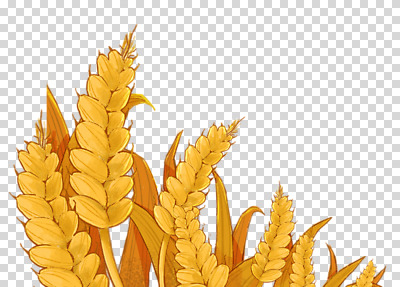 편집 편집이미지 사계절 누끼 사람없음 추수 벼 가을 PNG 편집소스 계절 농업 곡류 파일형식