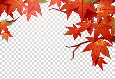 편집 편집이미지 사계절 단풍 단풍나무 누끼 사람없음 가을 나뭇가지 PNG 편집소스 나무 계절 잎 파일형식