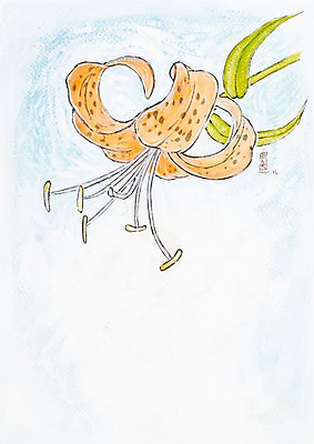 JPG 식물 꽃잎 꽃 화초 컬러 백그라운드 잎 한송이 일러스트 자연 수채화 미술 사람없음 주황색 들꽃 꽃술_꽃 수술 시화 그림 암술 원추리 국내일러스트 1 의학 문화예술 치료 생태계 나물 송이 파일형식