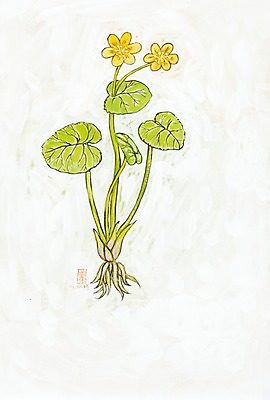 JPG 식물 꽃 화초 컬러 백그라운드 잎 일러스트 자연 수채화 미술 사람없음 노란색 풀잎 두송이 시화 그림 뿌리 국내일러스트 2 문화예술 풀_식물 생태계 파일형식