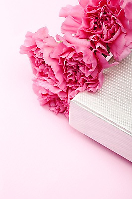 포토 JPG 스튜디오촬영 식물 기념일 꽃 분홍색 컬러 여러송이 포장 실내 선물포장 선물 이벤트 근접촬영 사람없음 장식 선물상자 상자 카네이션 오브젝트 감사 국내포토 감정 뷰포인트 다수 내부 파일형식