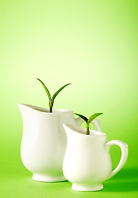 포토 JPG 스튜디오촬영 식물 사계절 계절 화분 잎 자연 실내 사람없음 새싹 봄 우유병 물병 원예 국내포토 병_용기 취미 내부 우유 물통 생태계 파일형식