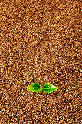 포토 JPG 스튜디오촬영 식물 사계절 계절 잎 자연 실내 사람없음 하이앵글 새싹 흙 봄 배양토 국내포토 뷰포인트 내부 생태계 파일형식