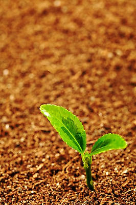 포토 JPG 스튜디오촬영 식물 사계절 계절 잎 자연 실내 근접촬영 사람없음 아웃포커스 새싹 흙 봄 배양토 국내포토 뷰포인트 촬영기법 내부 생태계 파일형식