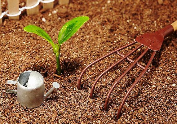 포토 JPG 스튜디오촬영 식물 사계절 계절 잎 자연 실내 사람없음 울타리 담장 새싹 흙 봄 미니어처 물뿌리개 도구 공구 농기구 배양토 갈퀴 국내포토 농업 내부 모형 생태계 파일형식