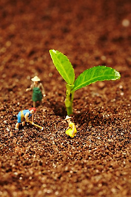 포토 JPG 스튜디오촬영 식물 사계절 계절 잎 자연 실내 근접촬영 사람없음 아웃포커스 새싹 모형 농사 흙 봄 미니어처 피규어 농부 배양토 국내포토 직업 뷰포인트 농업 촬영기법 내부 생태계 파일형식