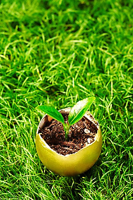 포토 JPG 스튜디오촬영 식물 사계절 계절 잎 자연 실내 잔디 사람없음 새싹 계란 알 흙 봄 황금알 배양토 국내포토 내부 생태계 파일형식