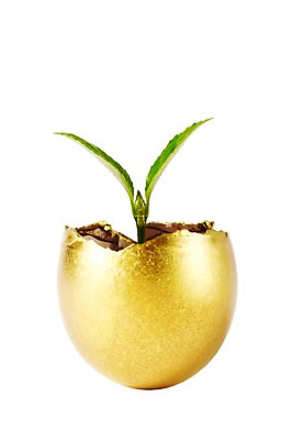 포토 JPG 스튜디오촬영 식물 사계절 계절 잎 자연 실내 누끼 사람없음 새싹 계란 알 봄 황금알 국내포토 내부 생태계 파일형식