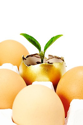 포토 JPG 스튜디오촬영 식물 사계절 계절 잎 자연 실내 누끼 사람없음 새싹 계란 알 봄 황금알 계란판 국내포토 내부 생태계 파일형식