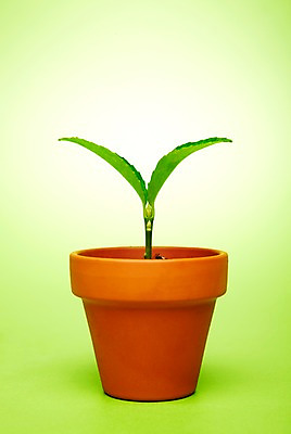 포토 JPG 스튜디오촬영 식물 사계절 계절 화분 잎 자연 실내 사람없음 새싹 봄 국내포토 내부 생태계 파일형식