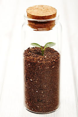 포토 JPG 스튜디오촬영 식물 사계절 계절 잎 자연 유리병 실내 사람없음 새싹 흙 봄 뚜껑 병 담기 배양토 국내포토 식기 모션 병_용기 내부 생태계 파일형식