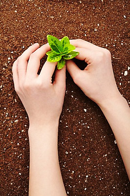 포토 JPG 스튜디오촬영 식물 손 사계절 계절 잎 자연 실내 한명 사람 손짓 신체부위 새싹 흙 봄 원예 팔 배양토 가꾸기 식물키우기 국내포토 1 모션 취미 내부 생태계 파일형식