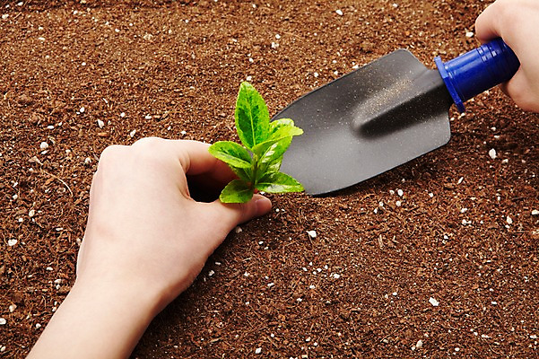 포토 JPG 스튜디오촬영 식물 손 사계절 계절 잎 자연 실내 한명 들기 사람 손짓 신체부위 새싹 흙 봄 모종삽 원예 팔 배양토 가꾸기 식물키우기 국내포토 1 모션 취미 내부 삽 생태계 파일형식