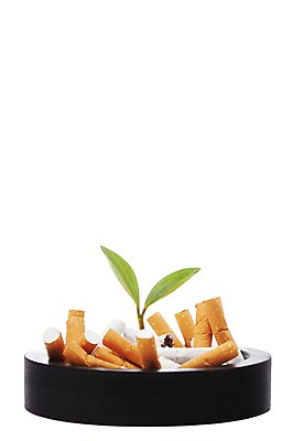 포토 JPG 스튜디오촬영 식물 사계절 계절 잎 자연 담배 실내 건강 누끼 사람없음 새싹 환경 봄 기호식품 담배꽁초 재떨이 줄리아페페 국내포토 음식 내부 생태계 파일형식