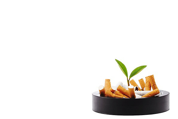 포토 JPG 스튜디오촬영 식물 사계절 계절 잎 자연 실내 건강 누끼 사람없음 새싹 환경 봄 기호식품 담배꽁초 재떨이 줄리아페페 국내포토 음식 담배 내부 생태계 파일형식