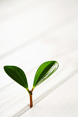 포토 JPG 스튜디오촬영 식물 사계절 계절 잎 자연 실내 근접촬영 사람없음 목재 아웃포커스 새싹 봄 줄리아페페 나무배경 국내포토 나무 뷰포인트 백그라운드 재료 촬영기법 내부 생태계 파일형식