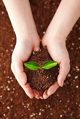 포토 JPG 스튜디오촬영 식물 손 사계절 계절 잎 자연 실내 한명 사람 손짓 신체부위 새싹 흙 봄 원예 손모으기 팔 배양토 가꾸기 식물키우기 줄리아페페 국내포토 1 모션 취미 내부 생태계 파일형식