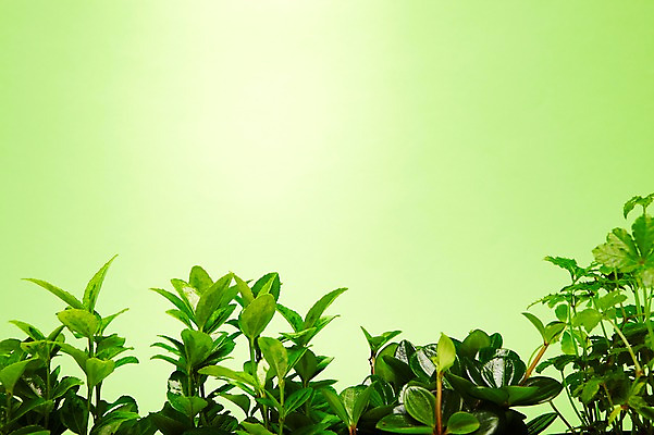 포토 JPG 스튜디오촬영 식물 사계절 계절 컬러 백그라운드 잎 자연 프레임 실내 사람없음 초록색 새싹 봄 슈가바인 줄리아페페 국내포토 내부 생태계 파일형식