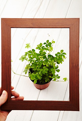 포토 JPG 스튜디오촬영 식물 손 사계절 계절 화분 액자 잎 자연 실내 한명 들기 손짓 목재 신체부위 새싹 흙 봄 나무바닥 팔 배양토 슈가바인 국내포토 나무 1 재료 모션 바닥 사람 내부 생태계 파일형식