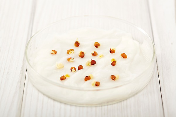 포토 JPG 스튜디오촬영 식물 사계절 계절 자연 유리 실내 씨앗 근접촬영 사람없음 목재 새싹 봄 젖음 원예 가꾸기 거즈 샬레 식물키우기 나무배경 국내포토 나무 뷰포인트 백그라운드 재료 재질 실험기구 취미 내부 생태계 파일형식