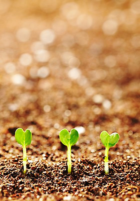 포토 JPG 스튜디오촬영 식물 사계절 계절 잎 자연 실내 근접촬영 사람없음 아웃포커스 새싹 흙 봄 무순 배양토 국내포토 뷰포인트 촬영기법 내부 생태계 새싹채소 파일형식