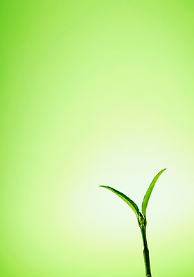 포토 JPG 스튜디오촬영 식물 사계절 계절 컬러 잎 자연 실내 근접촬영 사람없음 초록색 새싹 흙 봄 배양토 국내포토 뷰포인트 내부 생태계 파일형식