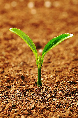 포토 JPG 스튜디오촬영 식물 사계절 계절 잎 자연 실내 근접촬영 사람없음 아웃포커스 새싹 흙 봄 배양토 국내포토 뷰포인트 촬영기법 내부 생태계 파일형식