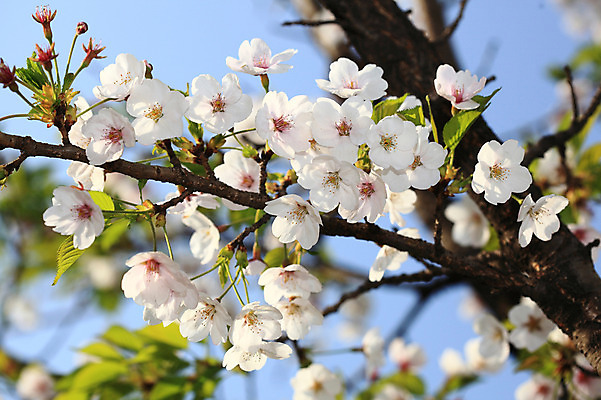 포토 JPG 주간 나무 식물 계절 꽃 배경화면 여러송이 다수 백그라운드 봄꽃 자연 꽃나무 풍경 사람없음 야외 아웃포커스 봄풍경 봄 벚꽃 나뭇가지 개화 벚나무 국내포토 자연요소 촬영기법 생태계 파일형식