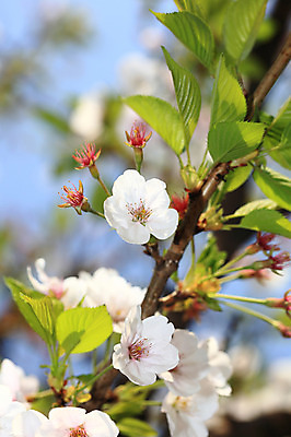 포토 JPG 주간 나무 식물 계절 꽃 여러송이 다수 백그라운드 봄꽃 자연 꽃나무 풍경 사람없음 야외 아웃포커스 봄풍경 봄 벚꽃 나뭇가지 개화 벚나무 국내포토 자연요소 촬영기법 생태계 파일형식
