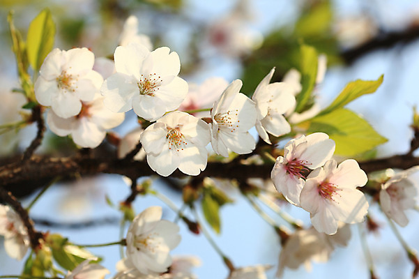 포토 JPG 주간 나무 식물 계절 꽃 여러송이 다수 백그라운드 봄꽃 자연 꽃나무 풍경 사람없음 야외 아웃포커스 봄풍경 봄 벚꽃 나뭇가지 개화 벚나무 국내포토 자연요소 촬영기법 생태계 파일형식