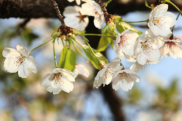 포토 JPG 주간 나무 식물 계절 꽃 여러송이 다수 백그라운드 봄꽃 자연 꽃나무 풍경 사람없음 야외 아웃포커스 봄풍경 봄 벚꽃 나뭇가지 개화 벚나무 국내포토 자연요소 촬영기법 생태계 파일형식