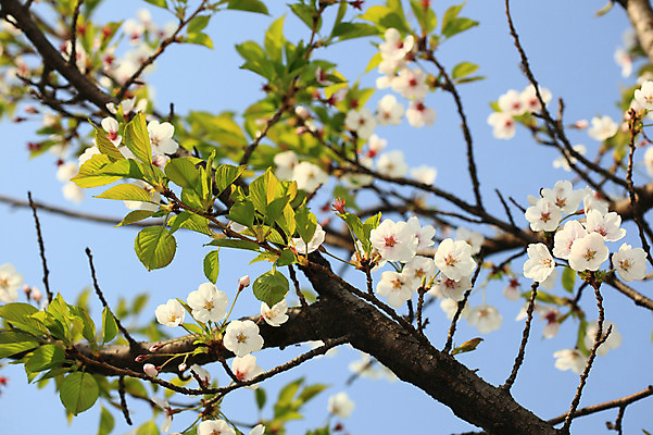 포토 JPG 주간 나무 식물 계절 꽃 여러송이 다수 백그라운드 봄꽃 자연 하늘 꽃나무 풍경 사람없음 야외 아웃포커스 봄풍경 봄 벚꽃 나뭇가지 개화 벚나무 국내포토 자연요소 촬영기법 생태계 파일형식