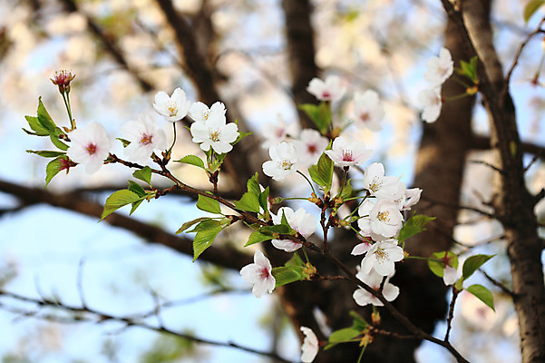 포토 JPG 주간 나무 식물 계절 꽃 여러송이 다수 백그라운드 봄꽃 자연 꽃나무 풍경 사람없음 야외 아웃포커스 봄풍경 봄 벚꽃 나뭇가지 개화 벚나무 국내포토 자연요소 촬영기법 생태계 파일형식