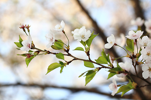 포토 JPG 주간 나무 식물 계절 꽃 여러송이 다수 백그라운드 봄꽃 자연 꽃나무 풍경 사람없음 야외 아웃포커스 봄풍경 봄 벚꽃 나뭇가지 개화 벚나무 국내포토 자연요소 촬영기법 생태계 파일형식