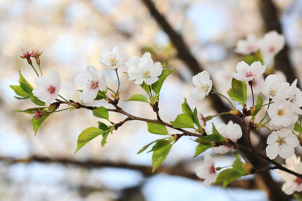 포토 JPG 주간 나무 식물 계절 꽃 여러송이 다수 백그라운드 봄꽃 자연 꽃나무 풍경 사람없음 야외 아웃포커스 봄풍경 봄 벚꽃 나뭇가지 개화 벚나무 국내포토 자연요소 촬영기법 생태계 파일형식
