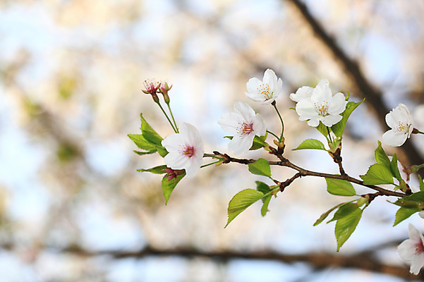 포토 JPG 주간 나무 식물 계절 꽃 여러송이 다수 백그라운드 봄꽃 자연 꽃나무 풍경 사람없음 야외 아웃포커스 봄풍경 봄 벚꽃 나뭇가지 개화 벚나무 국내포토 자연요소 촬영기법 생태계 파일형식