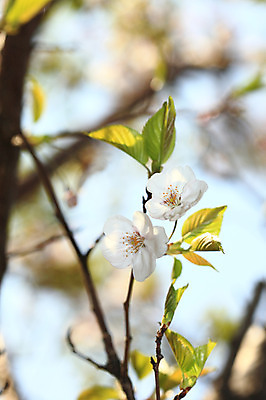 포토 JPG 주간 나무 식물 계절 꽃 여러송이 다수 백그라운드 봄꽃 자연 꽃나무 풍경 사람없음 야외 아웃포커스 봄풍경 봄 벚꽃 나뭇가지 개화 벚나무 국내포토 자연요소 촬영기법 생태계 파일형식