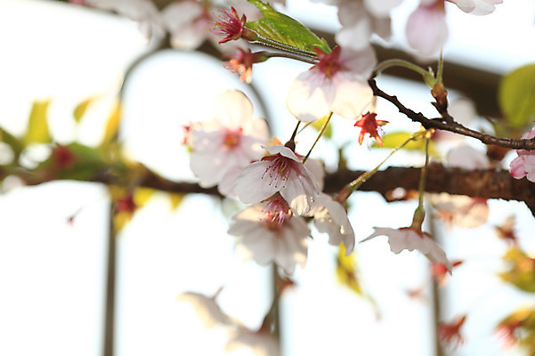 포토 JPG 주간 나무 식물 계절 꽃 여러송이 다수 백그라운드 봄꽃 자연 꽃나무 풍경 사람없음 야외 아웃포커스 봄풍경 봄 벚꽃 나뭇가지 개화 벚나무 국내포토 자연요소 촬영기법 생태계 파일형식