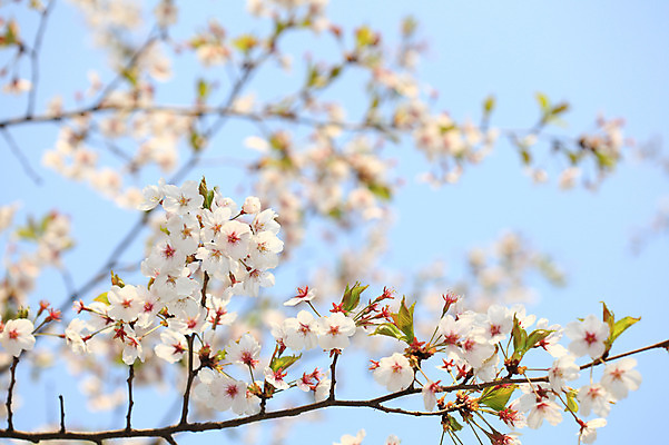 포토 JPG 주간 나무 식물 계절 꽃 여러송이 다수 백그라운드 봄꽃 자연 하늘 꽃나무 풍경 사람없음 야외 아웃포커스 봄풍경 봄 벚꽃 나뭇가지 개화 벚나무 국내포토 자연요소 촬영기법 생태계 파일형식