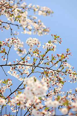 포토 JPG 주간 나무 식물 계절 꽃 여러송이 다수 백그라운드 봄꽃 자연 하늘 꽃나무 풍경 사람없음 야외 아웃포커스 봄풍경 봄 벚꽃 나뭇가지 개화 벚나무 국내포토 자연요소 촬영기법 생태계 파일형식