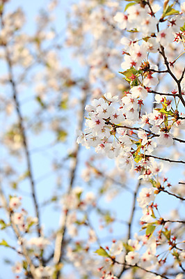 포토 JPG 주간 나무 식물 계절 꽃 여러송이 다수 백그라운드 봄꽃 자연 하늘 꽃나무 풍경 사람없음 야외 아웃포커스 봄풍경 봄 벚꽃 나뭇가지 개화 벚나무 국내포토 자연요소 촬영기법 생태계 파일형식