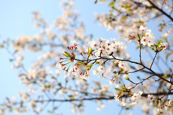 포토 JPG 주간 나무 식물 계절 꽃 여러송이 다수 백그라운드 봄꽃 자연 하늘 꽃나무 풍경 사람없음 야외 아웃포커스 봄풍경 봄 벚꽃 나뭇가지 개화 벚나무 국내포토 자연요소 촬영기법 생태계 파일형식