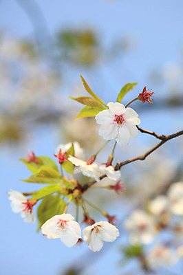 포토 JPG 주간 나무 식물 계절 꽃 여러송이 다수 백그라운드 봄꽃 자연 하늘 꽃나무 풍경 사람없음 야외 아웃포커스 봄풍경 봄 벚꽃 나뭇가지 개화 벚나무 국내포토 자연요소 촬영기법 생태계 파일형식