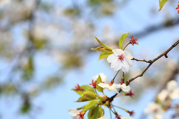 포토 JPG 주간 나무 식물 계절 꽃 여러송이 다수 백그라운드 봄꽃 자연 하늘 꽃나무 풍경 사람없음 야외 아웃포커스 봄풍경 봄 벚꽃 나뭇가지 개화 벚나무 국내포토 자연요소 촬영기법 생태계 파일형식